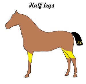 hc_09_half-legs.jpg